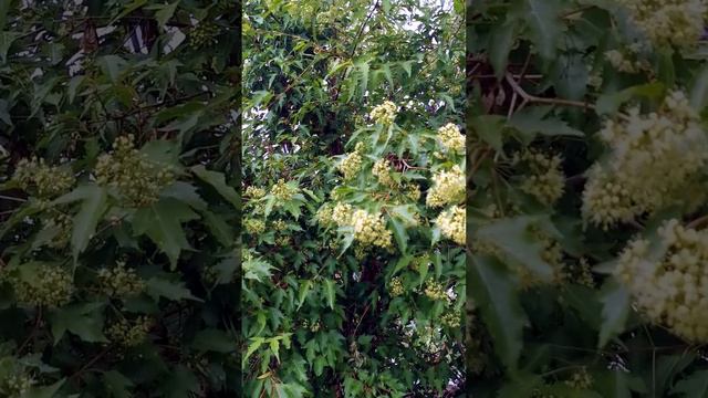 Цветет клен Гиннала, отличный медонос, приятный аромат. #клен #кленгиннала #гиннала #цветкиклена