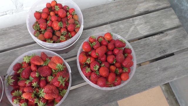 Урожай клубники, всего собрали 132 л ягод.