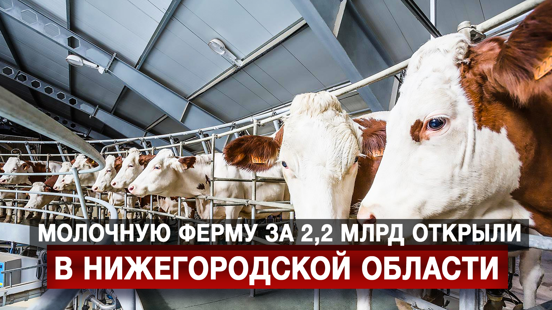 Молочную ферму за 2,2 млрд открыли в Нижегородской области