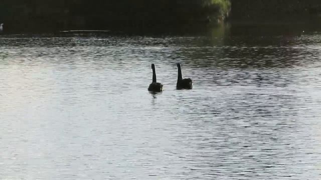 The two swans