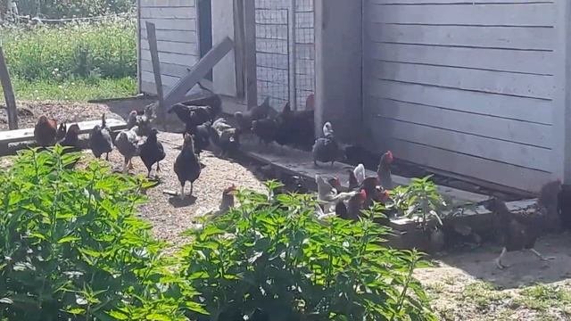 Козлик Камори .На Продажу  Обзор Козлят