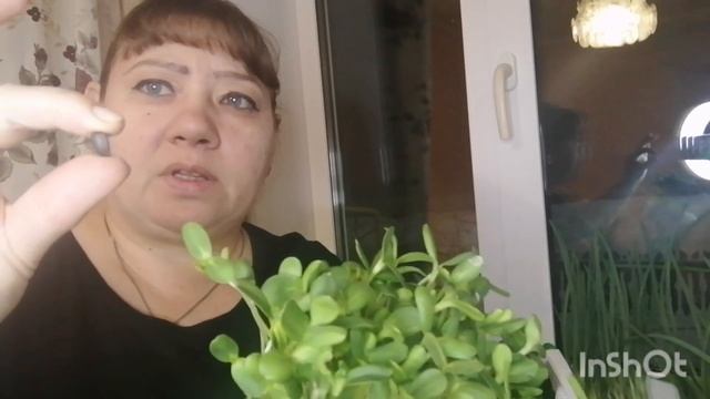 Проблемы с микрозеленью !Где купить джут ?