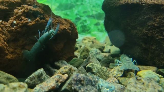 Где раки зимуют? В аквариуме!!! #ростовскийзоопарк #животные #аквариум #zoo