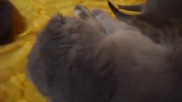 Шотландские Скоттиш фолд и Скоттиш страйт  нам 3 недели
