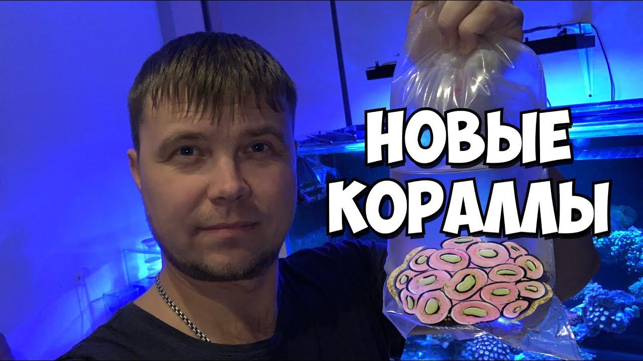 Посылка с кораллами | Морской аквариум