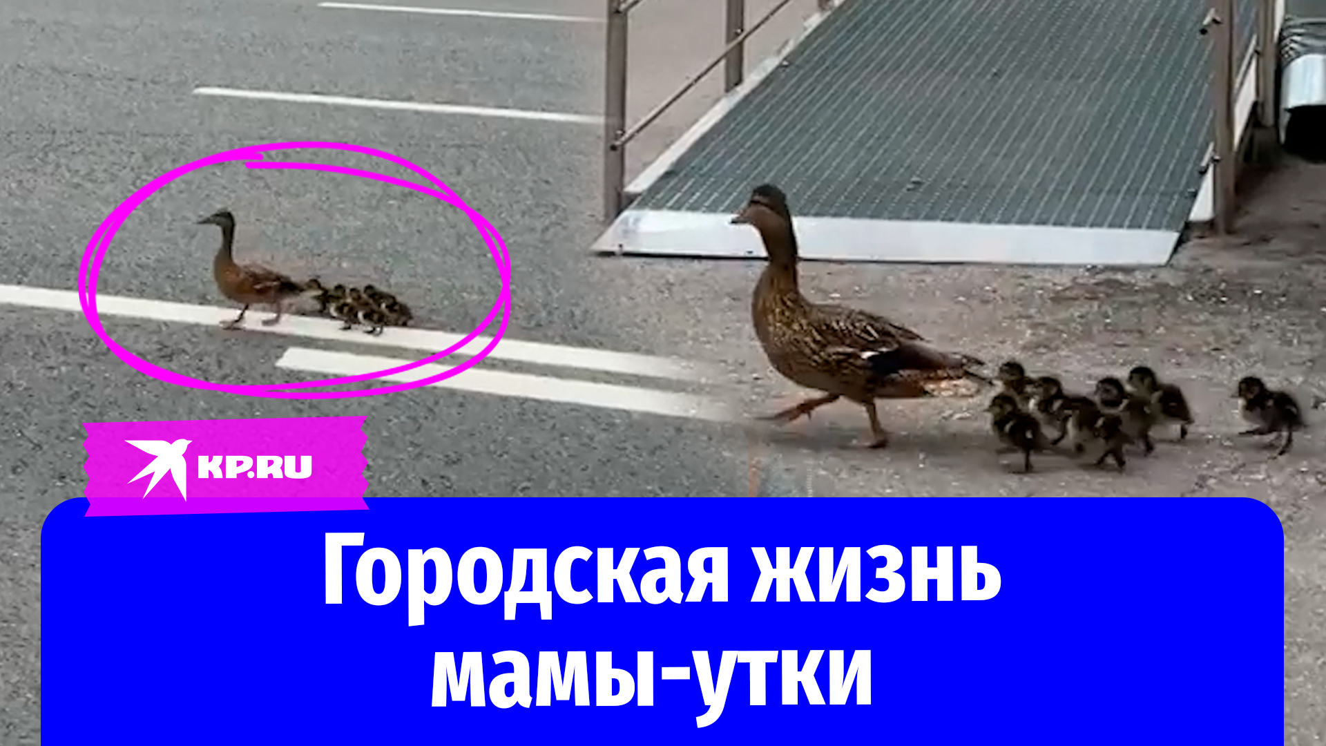 Утка перевела своих детенышей через московский Ленинский проспект к пруду
