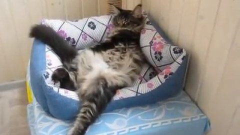 Алекс. Сладкий сон # Котенок Мейн кун