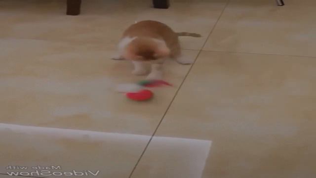 "Забавные животные" Собаки, которые делают невозможные вещи, кошки / интересные собаки, кошачьи дел