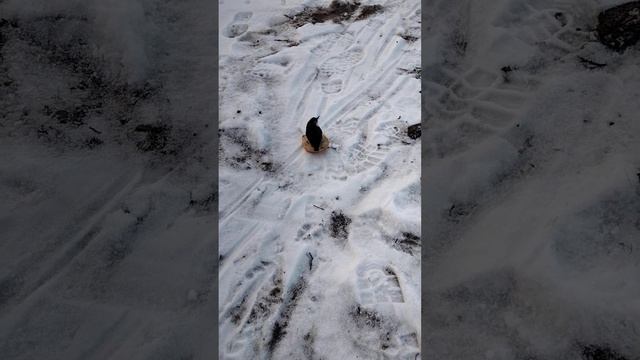 на рыбалке птичка прилетела