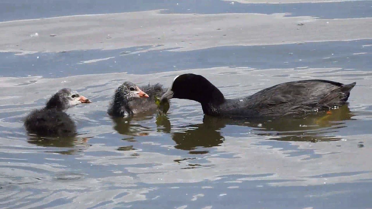 Coot. Лысуха. Nikon Coolpix P900