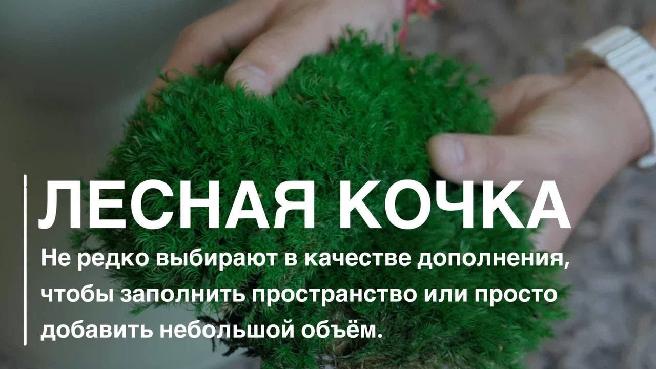 Обзор лесной кочки от компании GREENARY