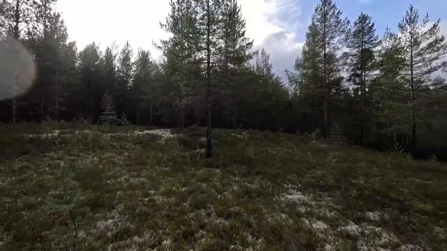 Лесные истории, офроуд на чёртовой горе, козы в лесу и много грибов.