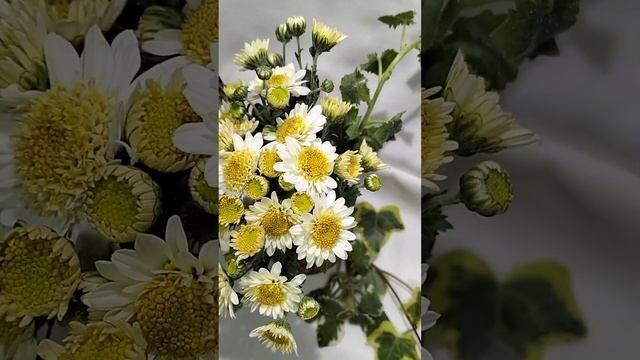 Хризантема мультифлора Deisy White  #хризантема #цветы #chrysanthemumflower #черенкихризантемы