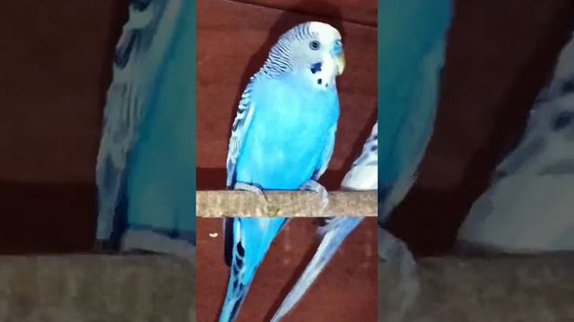 THEYRE NOT #pets #bird #parakeet #cuteparrot #budgie #parrot #duet #cuteanimals #cockatiel