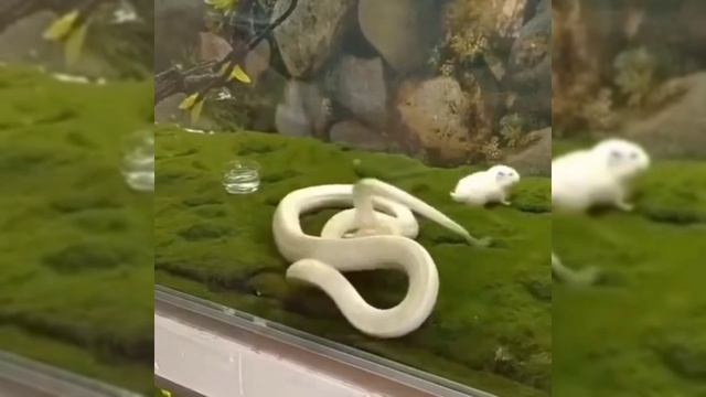 ЗМЕЯ ПРОМАХНУЛАСЬ И ОСТАЛАСЬ ГОЛОДНОЙ?????????