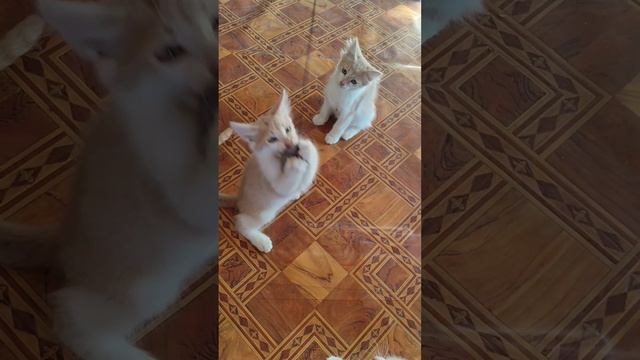 Жара, сидим по навесом на улице, охотимся?