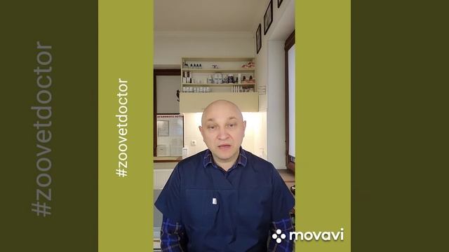 Запрещённые препараты для собак и кошек аспирин парацетамол диклофенак противопоказания Зооветдктор