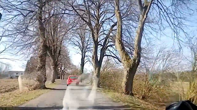 В аптеку и домой через лес. Нарциссы в лесу.