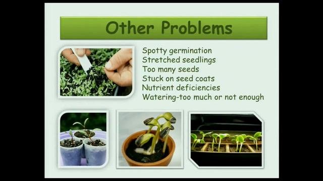 Seeds! Start Gardening From The Beginning