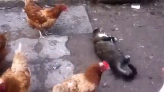 Курица атакует кота, а кот кайфует. Сhicken Vs Cat. Chicken Attacks Cat