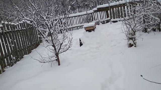 Холодная зимовка. Побаловались и хватит.