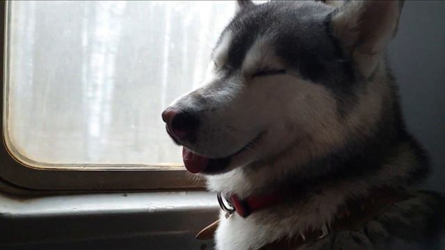#huskiesterra, #husky, Собака Хаски пытается не уснуть в электричке/Husky Trying to Stay Awake