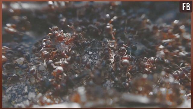 Мой огород приносит самый богатый урожай. Никто не верит, что секрет в уксусе