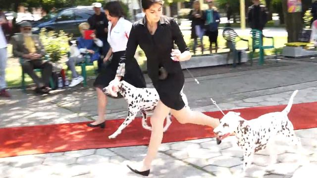 DALMATIAN CLUB SHOW – PARVOMAY ’16 - BISS