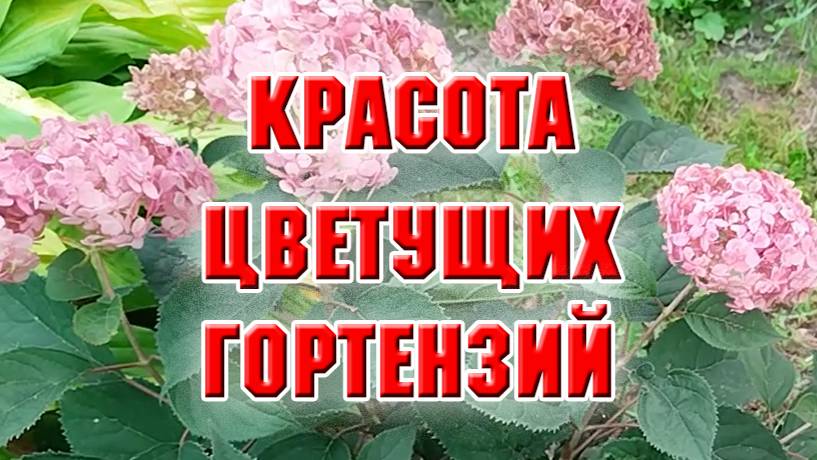 Красота цветущих гортензий