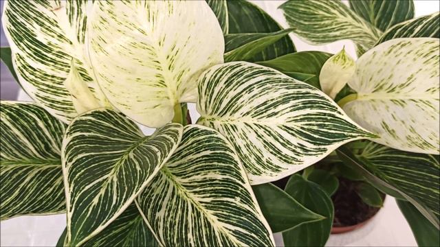 ФИЛОДЕНДРОН БИРКИН 🌺 Выращивание и уход