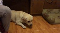 Slick labrador/лабрадор ловит колбасу