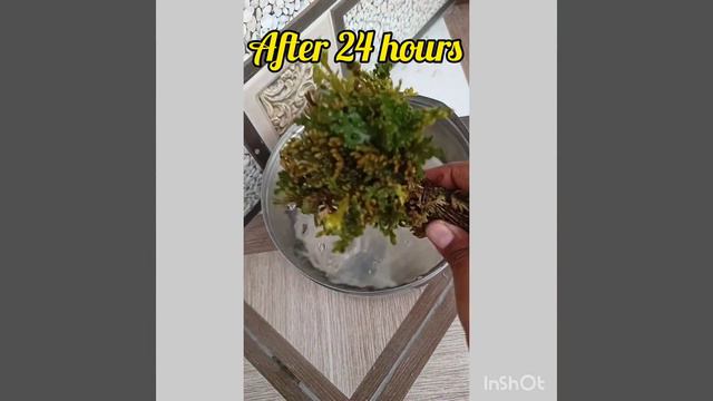 #Sanjeevni_plant💚#beautifulgirl#wonderful#nice#lovely#8kviral#like#please like share and subscribe