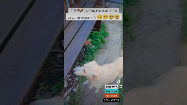 Пёс🐶 без совести