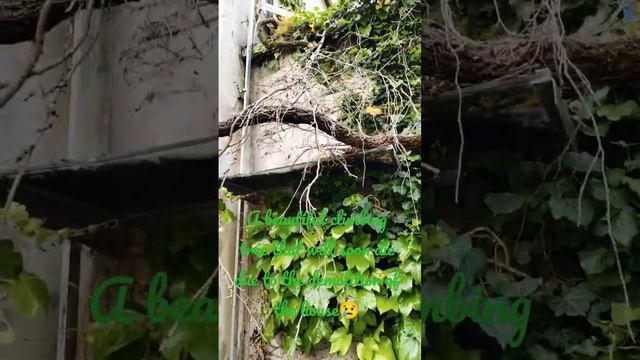 A beautiful climbing tree that will soon die due to the demolition of the house😢 #youtubemylove