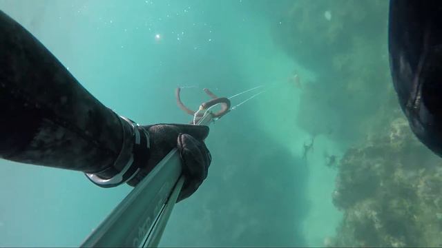 Подводная охота на кальмара