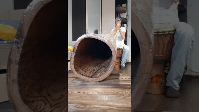 Большой 225 см диджериду из вяза в ноте До. didgeridoo
