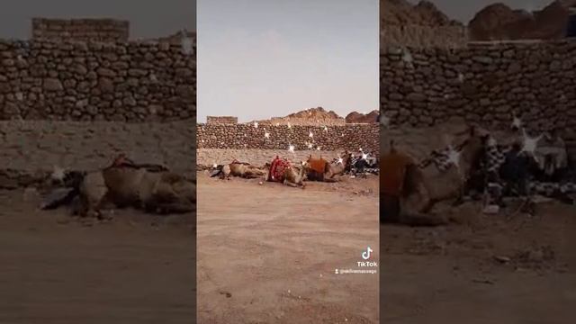 Покатушки в Пустыне на Квадрациклах Китайский Массаж АньМо Киев