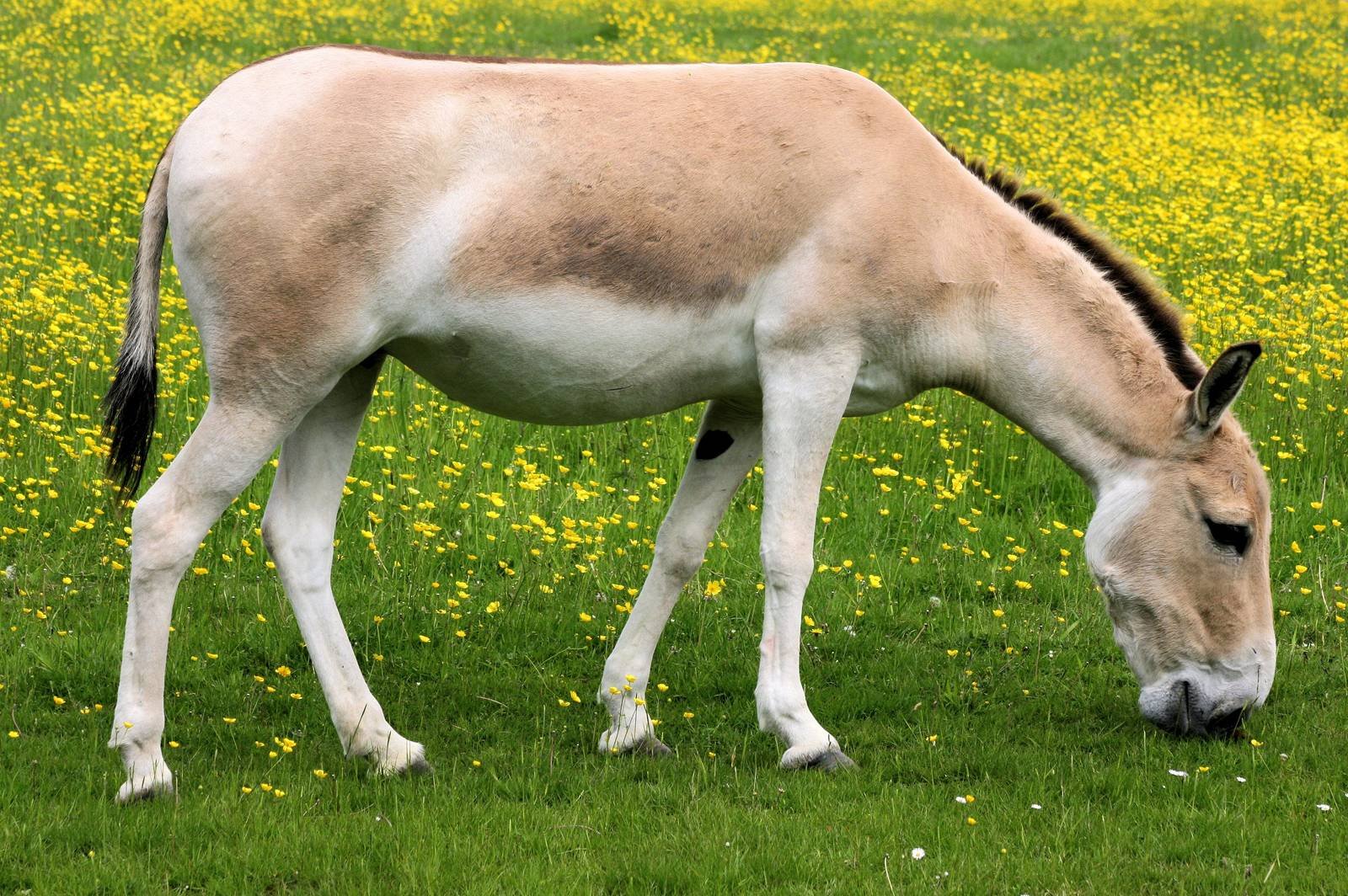 Краснокнижное животное  Кулан – из семейства лошадиных.