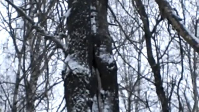 охота на куницу 08 12 17