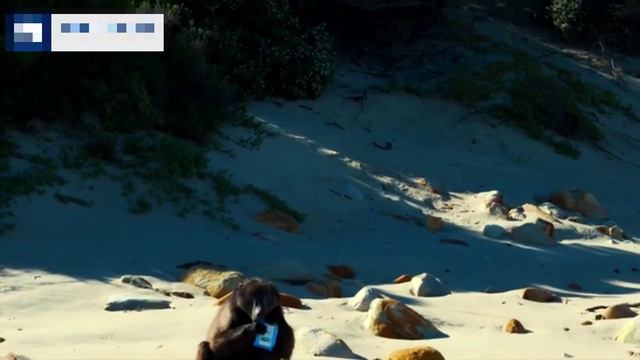 В ЮАР наглый бабуин ограбил британскую туристку, гулявшую по пляжу