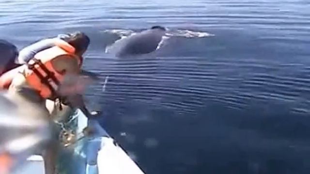 Кит благодарит за помощь