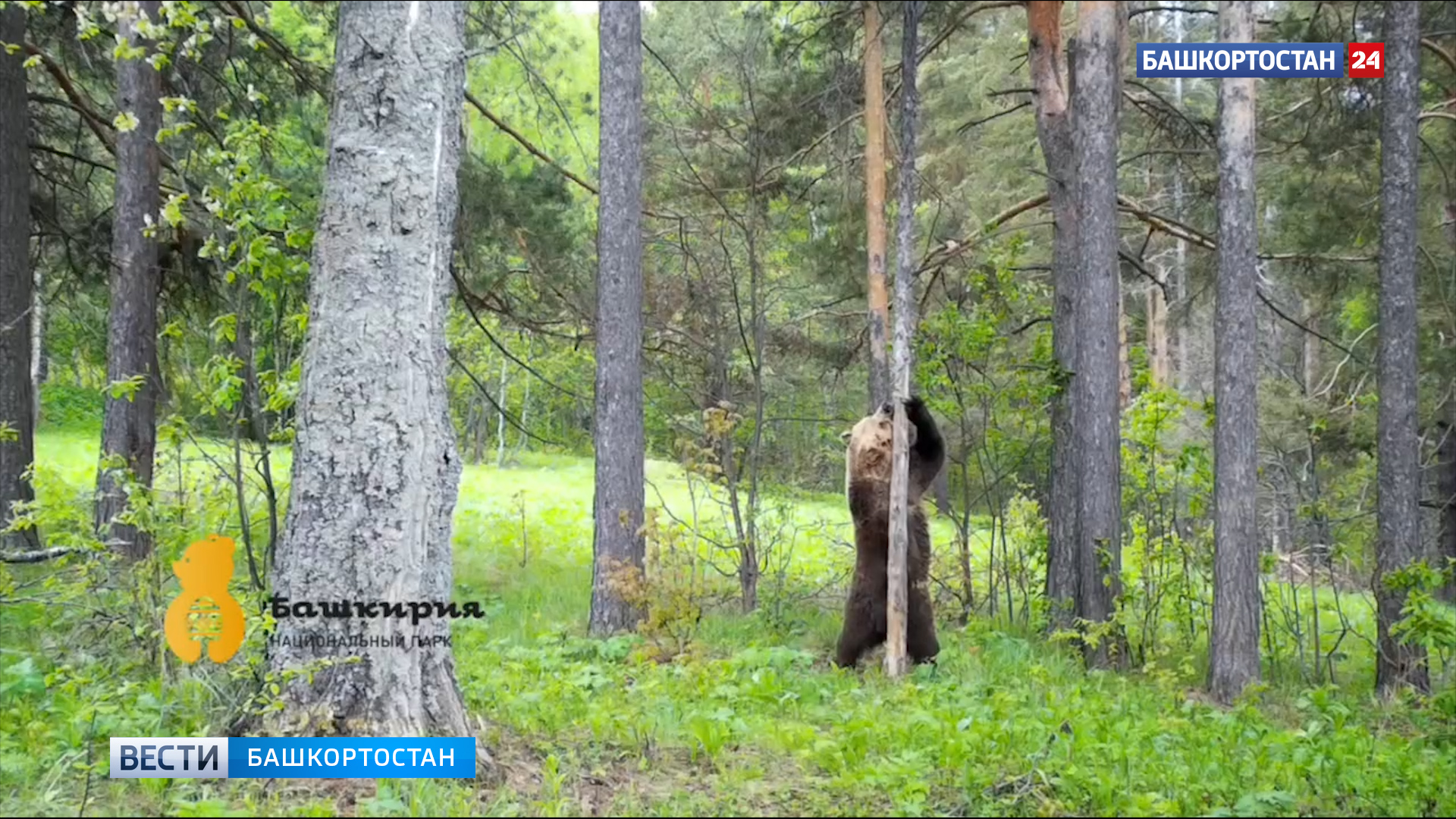 Фотоловушка в Башкирии сняла чесавшегося о дерево медведя