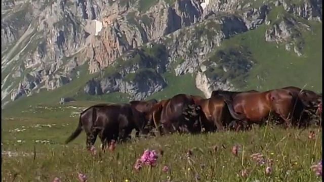 Лаго-Наки. Живая Кубань.
