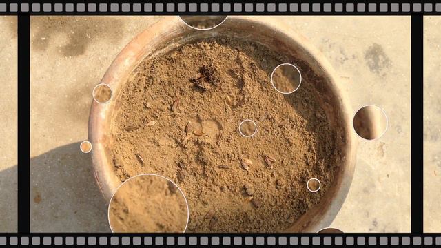 Zinnia Lily Mix | Sow Seeds | How to sow seeds in soil | Urdu Hindi | My Planting Hobby