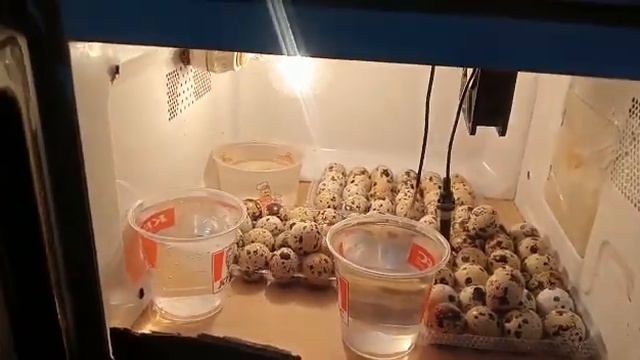 incubadora casera en un microondas