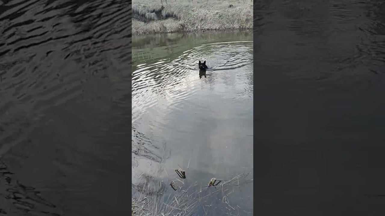 Пёс рыбак от бога Взяли с папой на свою голову собак на рыбалку.  #fishing #вео #овчарка #top #рек