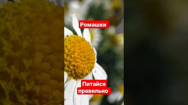 Польза ромашки #здоровоепитание #питайсяправильно #anastasia_z