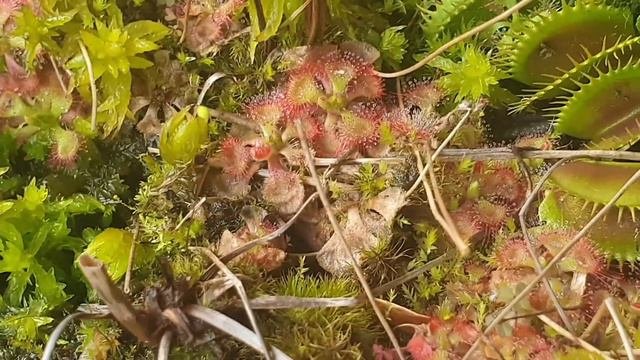 Carnivorous Plants That Don't Require Dormancy