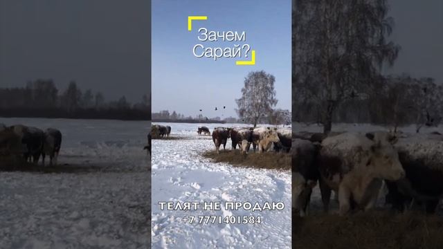 Остановись! Не строй сарай для скота!