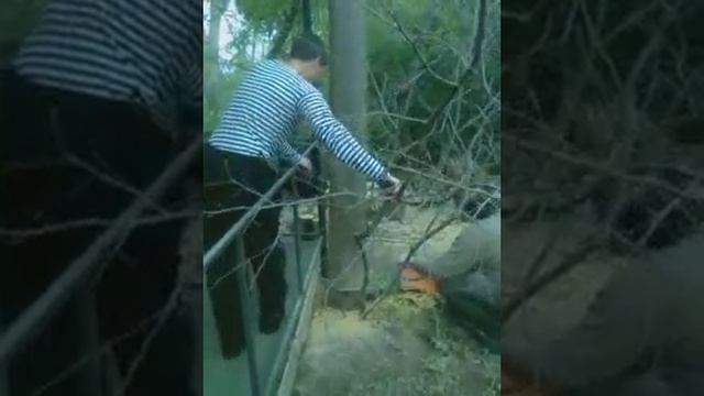 Засохший кипарис.